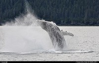 Photo by Albumeditions | Not in a City  Alaska, whale, whales, whalewatching